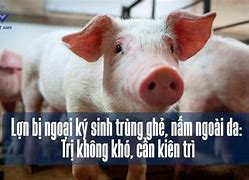 Con Ghẻ Ký Sinh Trùng