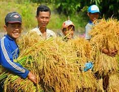 Giá Cả Lúa Thị Trường Hiện Nay